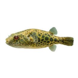 Pisamapallokala luonnonvarainen 5-7 cm -