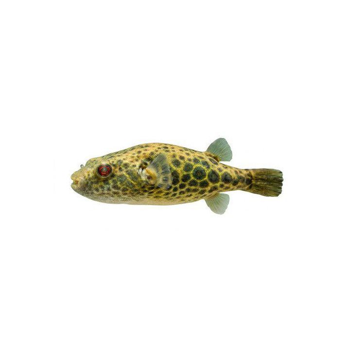 Pisamapallokala luonnonvarainen 5-7 cm -