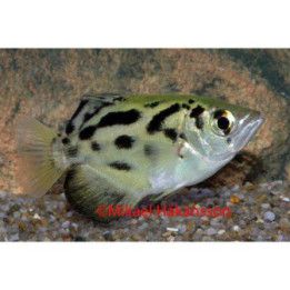 Jousiampujakala, kultainen 4-6 cm -