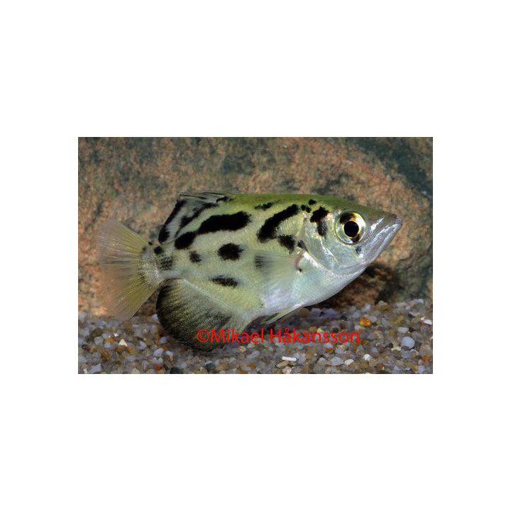 Jousiampujakala, kultainen 4-6 cm -