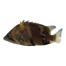Datnioides undecimradiatus, Mekong Tiger Perch 5-7 cm