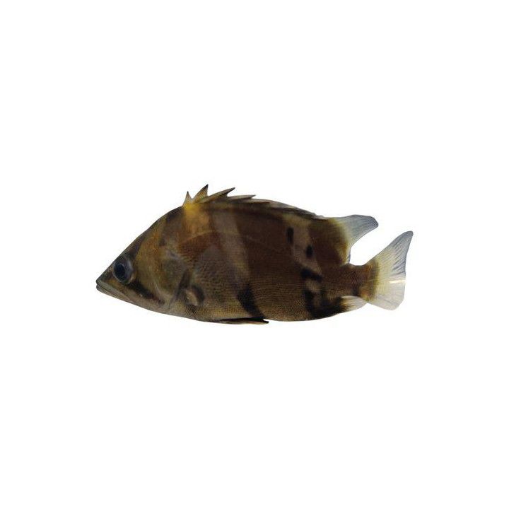 Tigerfisk Mekong 5-7CM Datnioides undecimradiatus