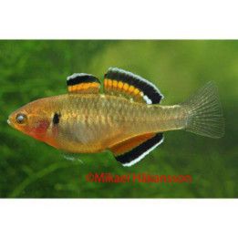 Hypseleotris compressa 'timika' wild Empire Gudgeon