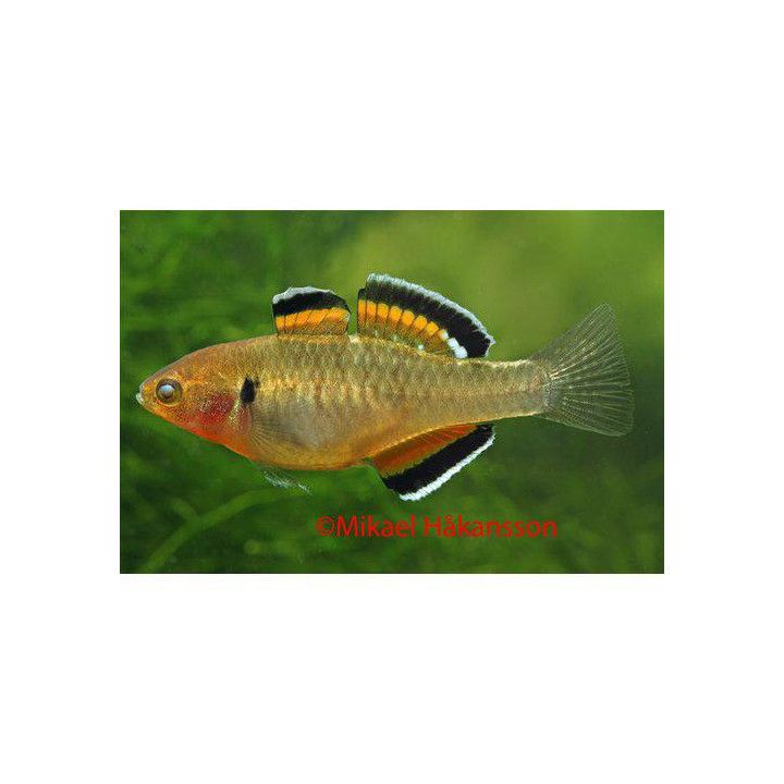 Kejsargoby 'timika' Vf Hypseleotris compressa