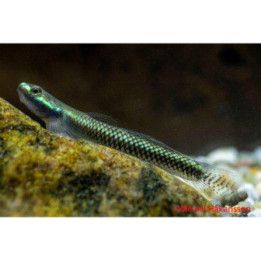 Neon goby Stiphodon elegans