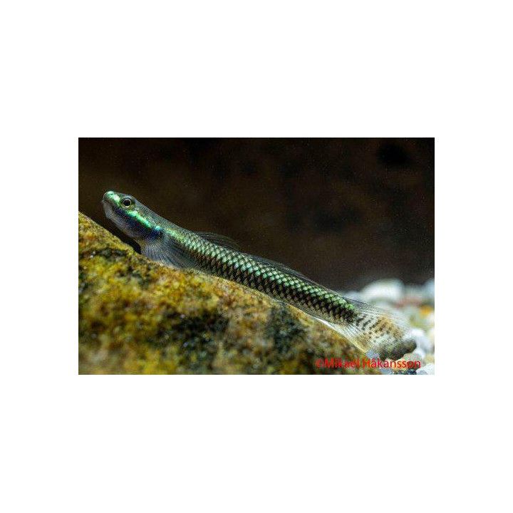 Neon goby Stiphodon elegans