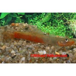 Punahuuli goby 4-6 cm -