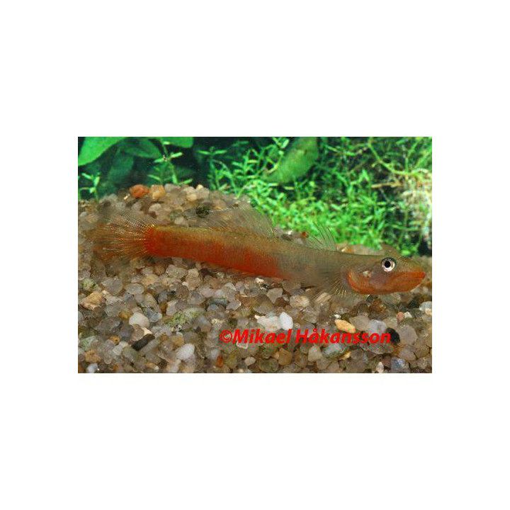 Punahuuli goby 4-6 cm -