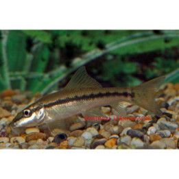 Gyrinocheilus aymonieri 4-5 cm