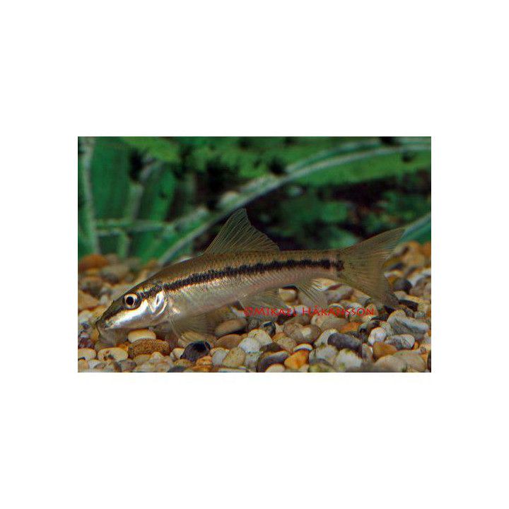 Algätare 4-5CM Gyrinocheilus aymonieri
