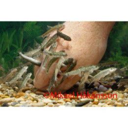 Doctor Fish (Garra rufa) 3-4 cm