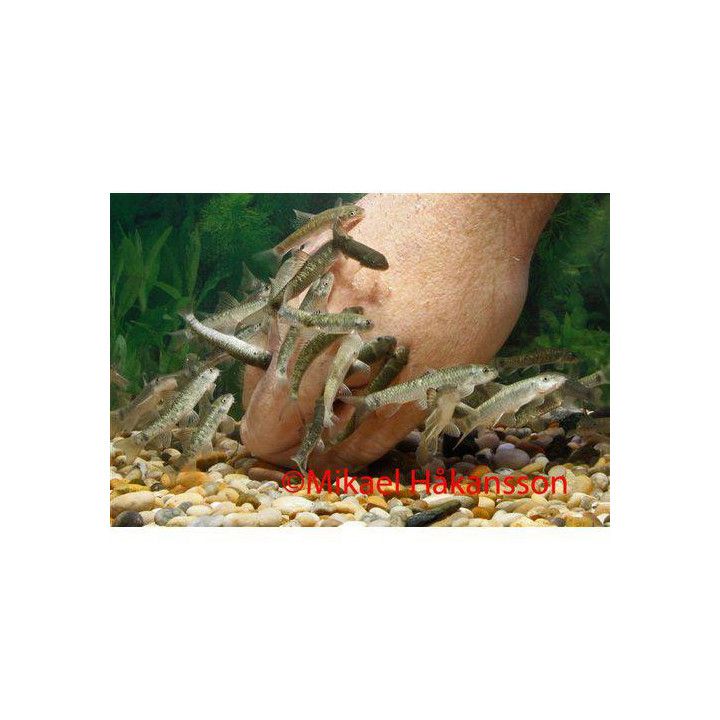 Doctor Fish (Garra rufa) 3-4 cm