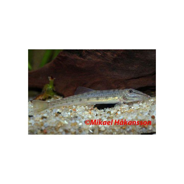 Horseface Loach (Acanthopsis choirorhynchus) 4-6 cm