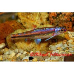 Sateenkaarihohtaja, Notropis chrosomus, 3-4 cm -