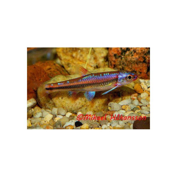 Sateenkaarihohtaja, Notropis chrosomus, 3-4 cm -