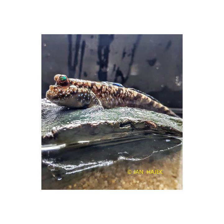 Slamkrypare Afrikansk Periophthalmus barbarus