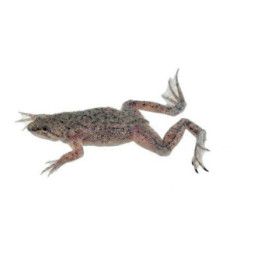 Afrikansk dvärgklogroda (Hymenochirus boettgeri) 2-3 cm