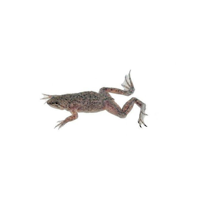 Afrikansk dvärgklogroda (Hymenochirus boettgeri) 2-3 cm