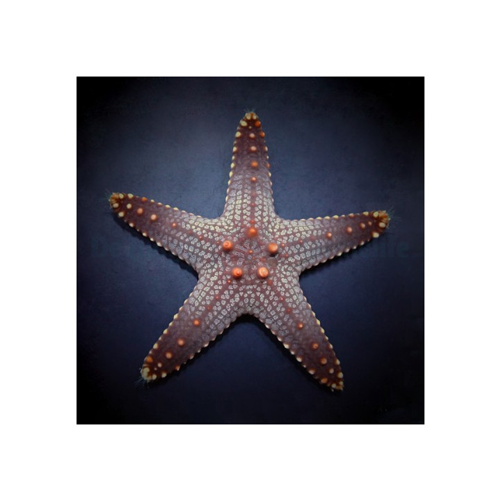 Pentaceraster aleolatus