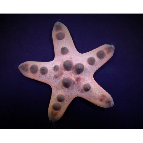 Protoreaster nodosus - Choc. Chip Starfish