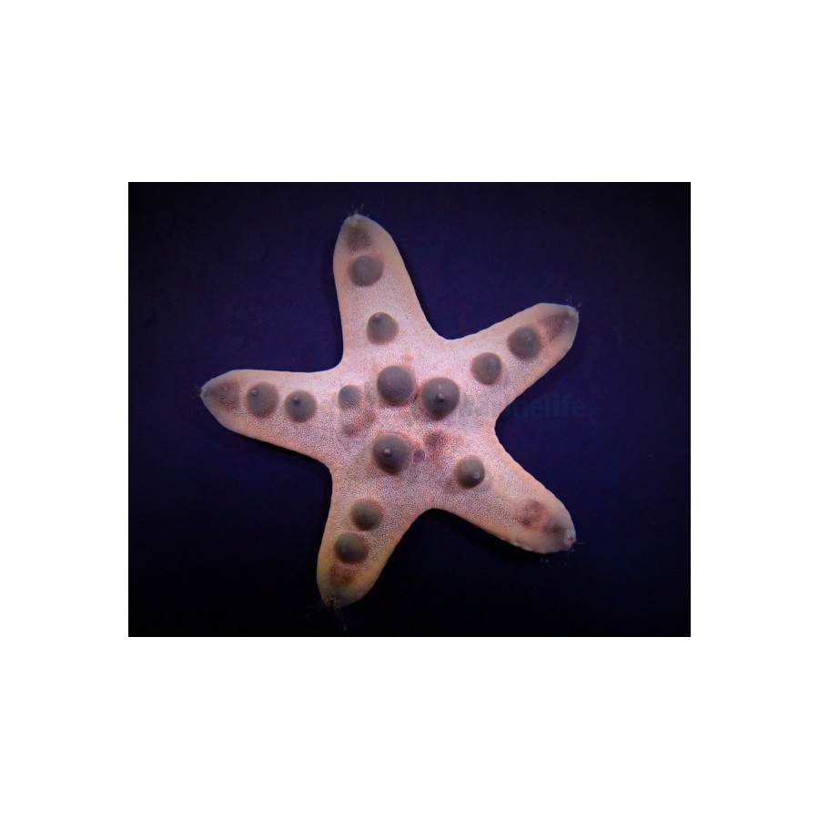 Protoreaster nodosus - Choc. Chip Starfish