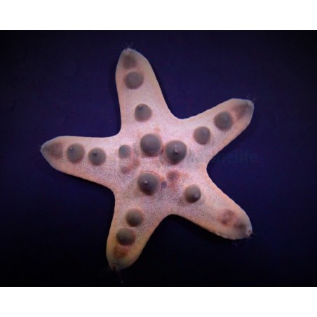 Protoreaster nodosus - Choc. Chip Starfish