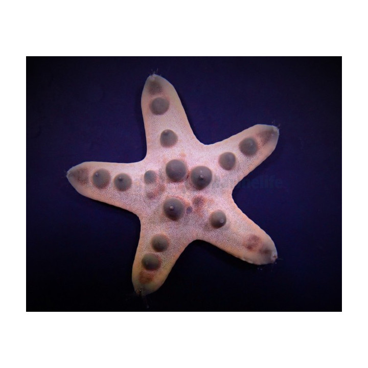 Protoreaster nodosus - Choc. Chip Starfish