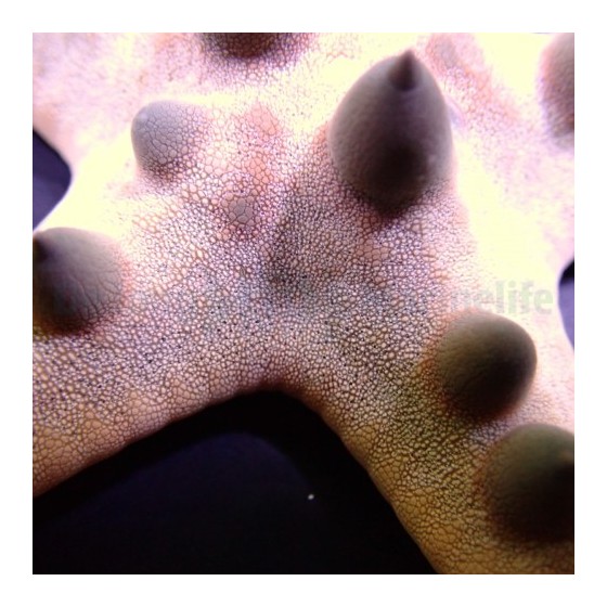 Protoreaster nodosus - Choc. Chip Starfish