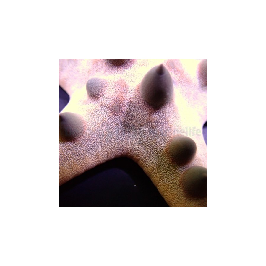 Protoreaster nodosus - Choc. Chip Starfish