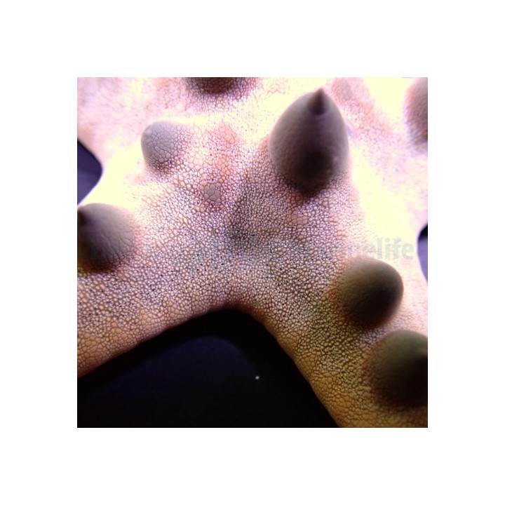 Protoreaster nodosus - Choc. Chip Starfish