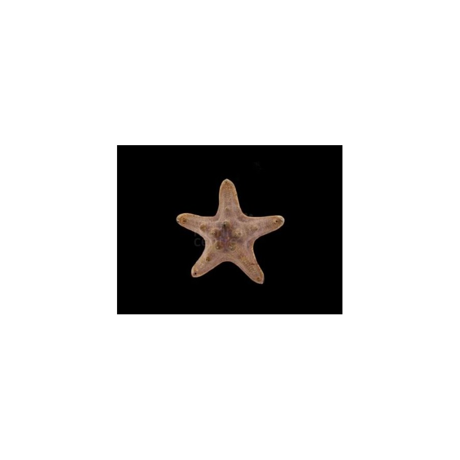 Protoreaster nodosus - Choc. Chip Starfish