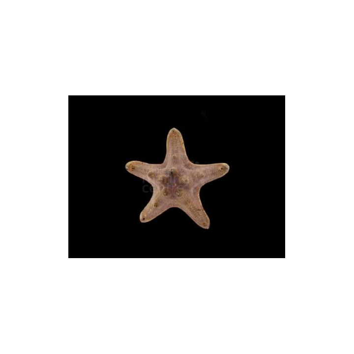 Protoreaster nodosus - Choc. Chip Starfish