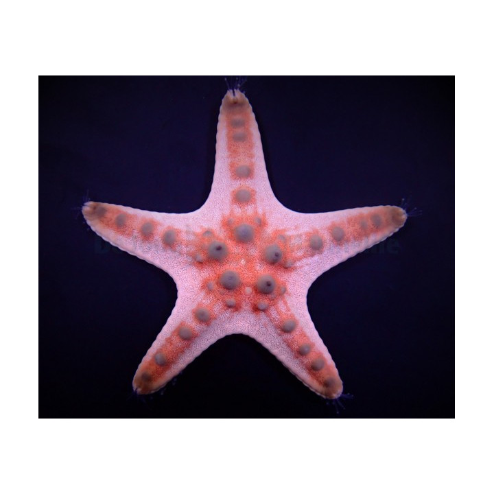 Protoreaster nodosus - Choc. Chip Starfish - Coloured