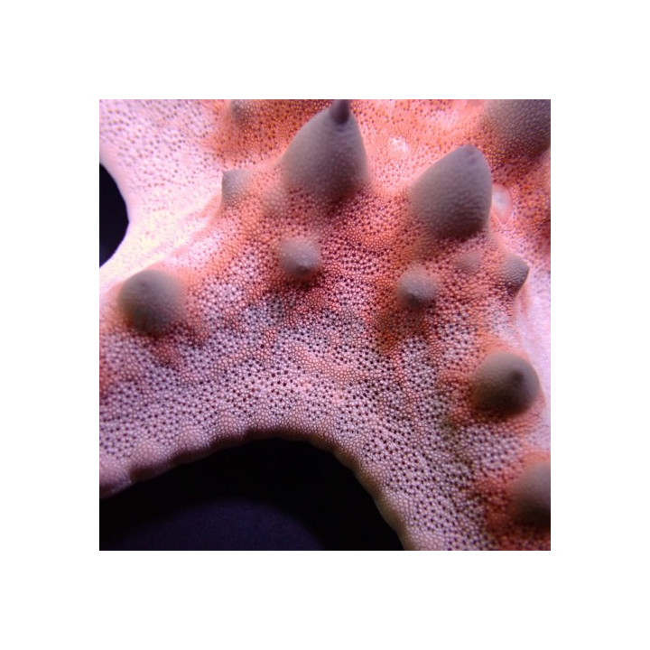 Protoreaster nodosus - Choc. Chip Starfish - Coloured