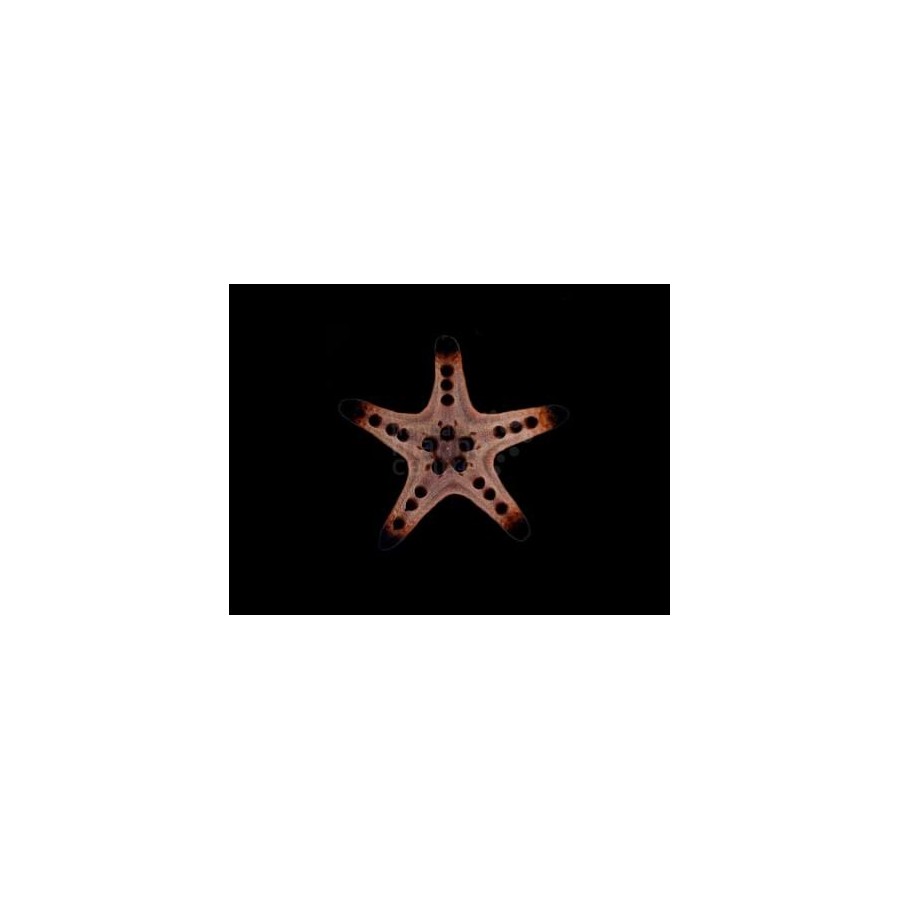 Protoreaster nodosus - Choc. Chip Starfish - Coloured