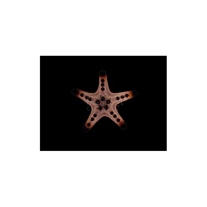 Protoreaster nodosus - Choc. Chip Starfish - Coloured
