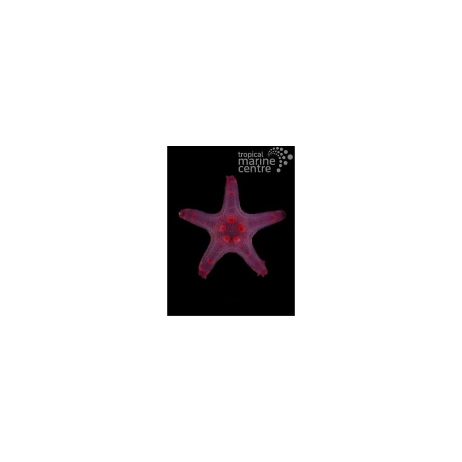 Protoreaster nodosus - Choc. Chip Starfish - Coloured