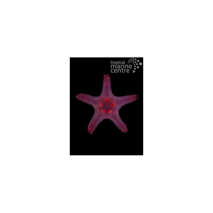 Protoreaster nodosus - Choc. Chip Starfish - Coloured