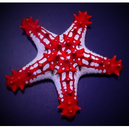 Protoreaster linckii - Crimson Knobbed Starfish