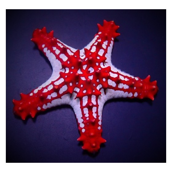 Protoreaster linckii - Crimson Knobbed Starfish