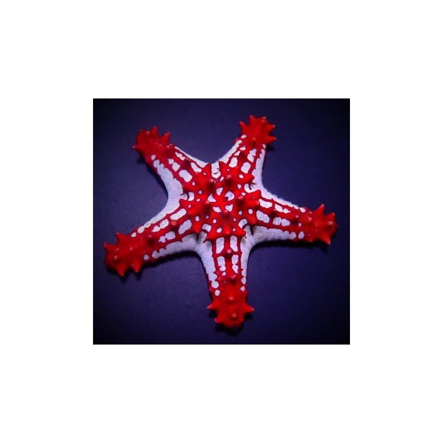 Protoreaster linckii - Crimson Knobbed Starfish