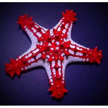 Protoreaster linckii - Crimson Knobbed Starfish