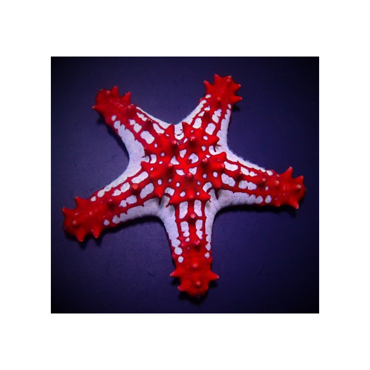 Protoreaster linckii - Crimson Knobbed Starfish