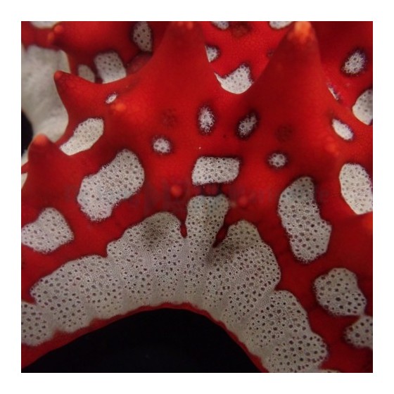 Protoreaster linckii - Crimson Knobbed Starfish