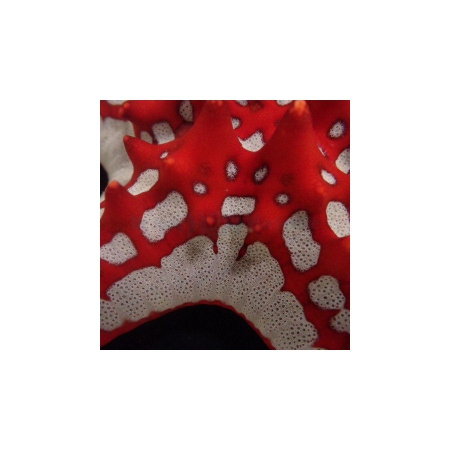 Protoreaster linckii - Crimson Knobbed Starfish