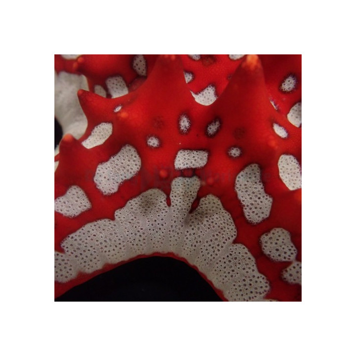 Protoreaster linckii - Crimson Knobbed Starfish