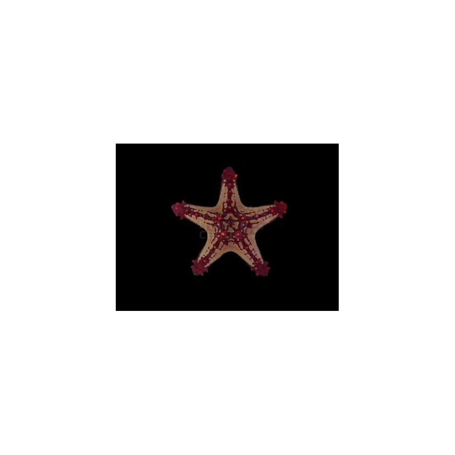 Protoreaster linckii - Crimson Knobbed Starfish