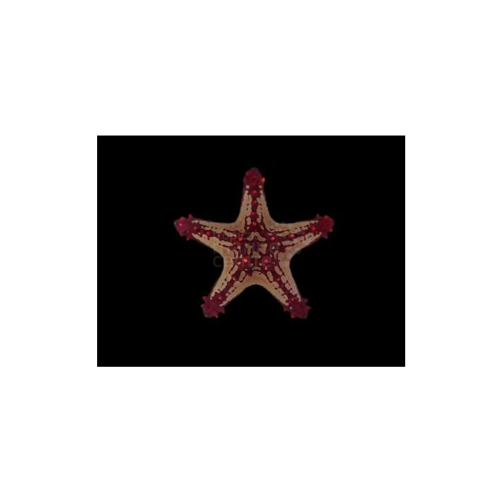 Protoreaster linckii - Crimson Knobbed Starfish