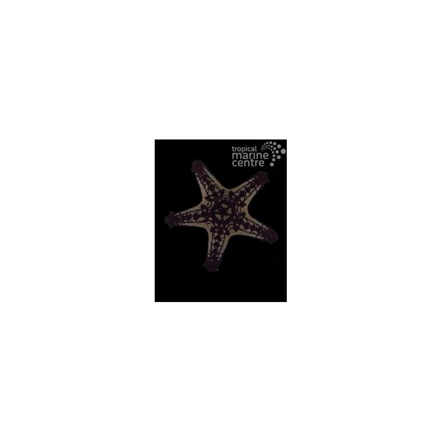 Protoreaster linckii - Crimson Knobbed Starfish