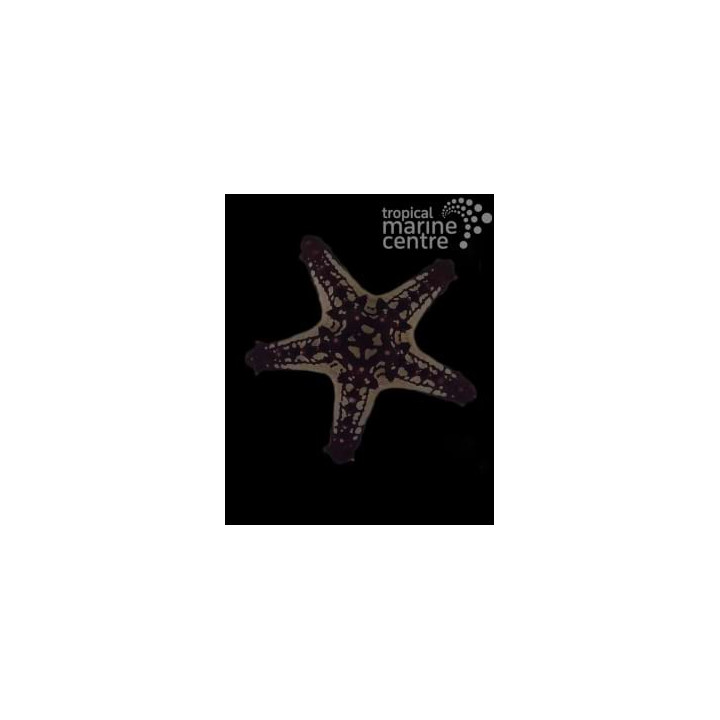 Protoreaster linckii - Crimson Knobbed Starfish